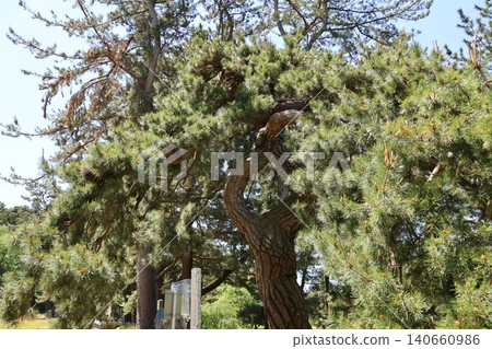 Yomogida, the pine tree of the old castle swamp 140660986