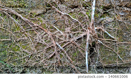 Close Up of Dry Tree Roots Creeping Over Mossy Stone Wall Close Up of Dry Tree Roots Creeping Over Mossy Stone Wall 140661006
