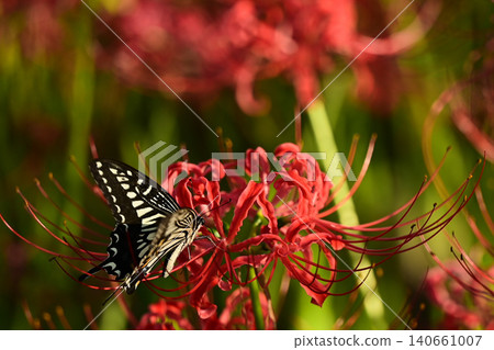 紅色群集孤挺花和swallowtail蝴蝶 140661007