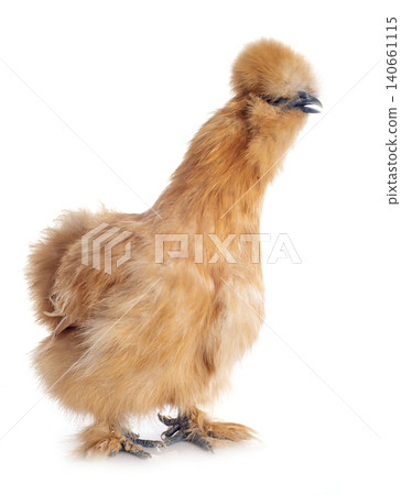 A small bantam silkie A small bantam silkie 140661115