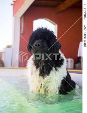 newfoundland dog in swimming pool 140661127