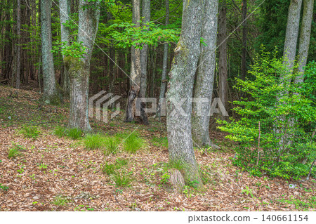 Woodland in Hachiyado, Otsu City, Shiga Prefecture Woodland in Hachiyado, Otsu City, Shiga Prefecture 140661154