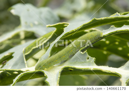 Caterpillar larva Caterpillar larva 140661170
