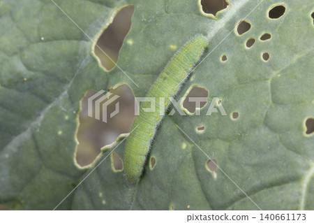 Caterpillar larva 140661173