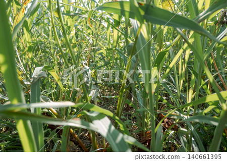 From an insect's perspective, in the grass From an insect's perspective, in the grass 140661395