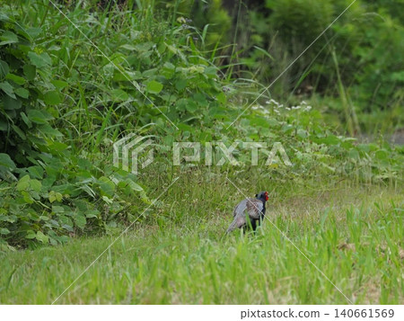一隻野雞在田野裡行走 140661569