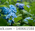 神奈川縣鎌倉市明月院的繡球花 神奈川縣鎌倉市明月院的繡球花 140661588