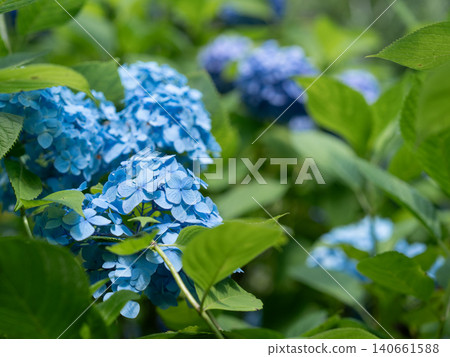 Hydrangeas at Meigetsuin Temple in Kamakura City, Kanagawa Prefecture Hydrangeas at Meigetsuin Temple in Kamakura City, Kanagawa Prefecture 140661588