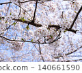 神奈川縣鎌倉市源氏山公園的櫻花 神奈川縣鎌倉市源氏山公園的櫻花 140661590
