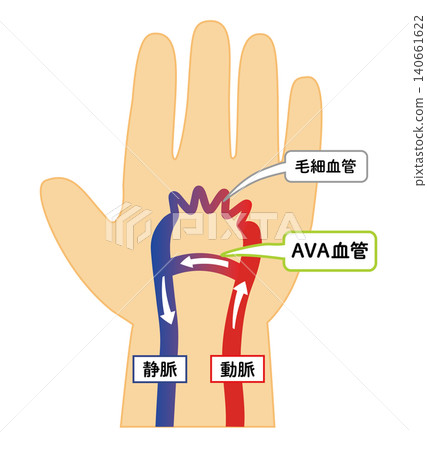 Heatstroke prevention: Explanatory illustration of the AVA blood vessel system, palm cooling, arteriovenous anastomosis, vector. Heatstroke prevention: Explanatory illustration of the AVA blood vessel system, palm cooling, arteriovenous anastomosis, vector. 140661622