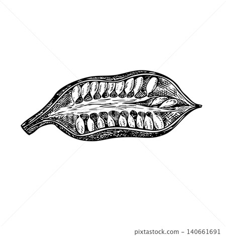 Sesame pod in section. Black and white vector graphics. Hand-drawn illustration. On a white background. Perfect for creating product labels, posters, banners, menus, and more. Sesame pod in section. Black and white vector graphics. Hand-drawn illustration. On a white background. Perfect for creating product labels, posters, banners, menus, and more. 140661691