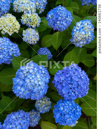 藍色繡球花 140661736