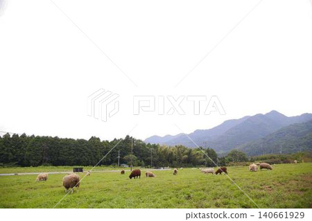 Sheep and donkeys on the farm 140661929