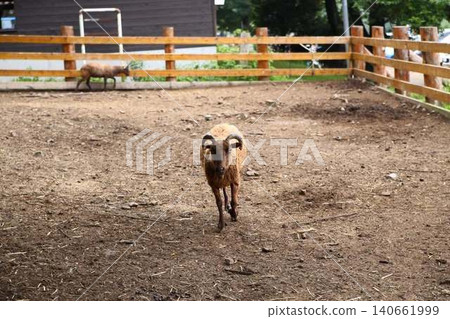 Brown sheep from a pasture are coming towards us. 140661999