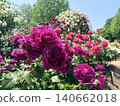 Rose shining in the blue sky Rose shining in the blue sky 140662018
