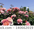 Rose shining in the blue sky Rose shining in the blue sky 140662019