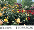 Colorful roses Colorful roses 140662020