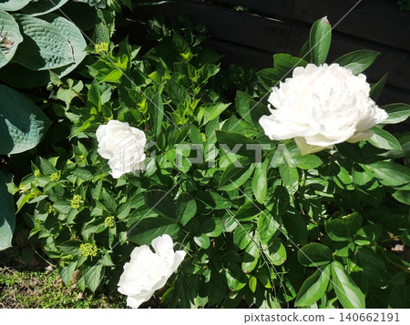 White peony root White peony root 140662191