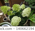 金字塔繡球花 140662194