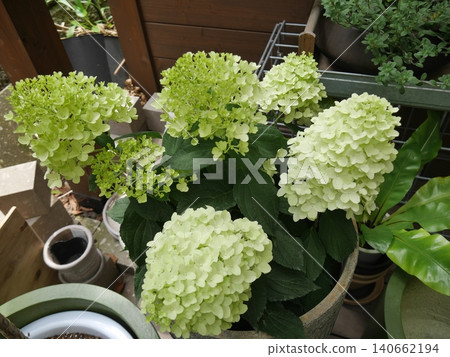 金字塔繡球花 金字塔繡球花 140662194