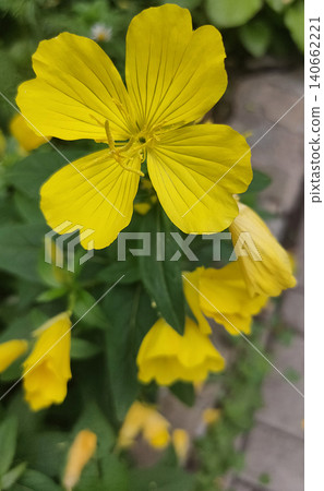 Common Evening Primrose or Oenothera biennis blooming in summer 140662221