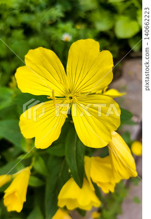 Common Evening Primrose or Oenothera biennis blooming in summer Common Evening Primrose or Oenothera biennis blooming in summer 140662223