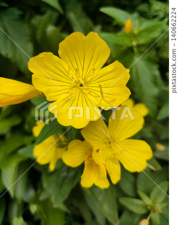 Common Evening Primrose or Oenothera biennis blooming in summer Common Evening Primrose or Oenothera biennis blooming in summer 140662224