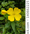 Common Evening Primrose or Oenothera biennis blooming in summer 140662225