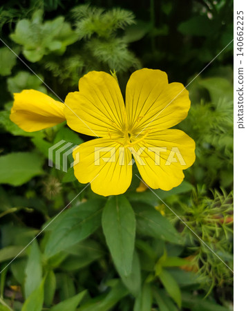 Common Evening Primrose or Oenothera biennis blooming in summer 140662225