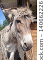Curious Donkey Portrait Near Hay Bale 140662226