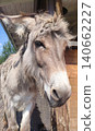 Curious Donkey Portrait Near Hay Bale 140662227