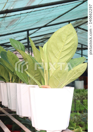 Anthurium jenmanii leaf plant on farm for harvest are cash crops Anthurium jenmanii leaf plant on farm for harvest are cash crops 140662297