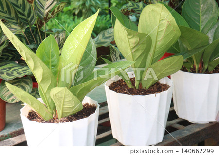 Anthurium jenmanii leaf plant on farm for harvest are cash crops Anthurium jenmanii leaf plant on farm for harvest are cash crops 140662299