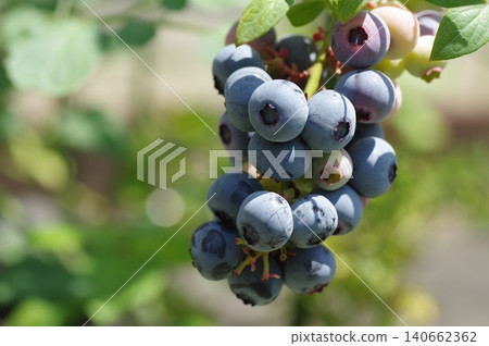 鐘形藍莓 鐘形藍莓 140662362