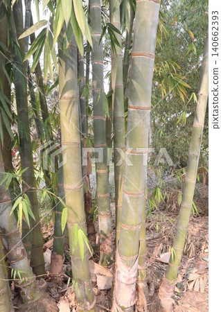 bamboo plant on farm for sell are cash crops 140662393