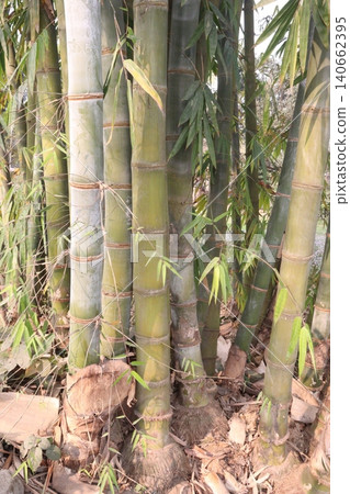 bamboo plant on farm for sell are cash crops bamboo plant on farm for sell are cash crops 140662395