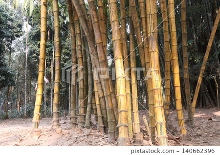 bamboo plant on farm for sell are cash crops bamboo plant on farm for sell are cash crops 140662396