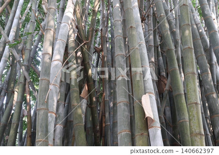 bamboo plant on farm for sell are cash crops 140662397