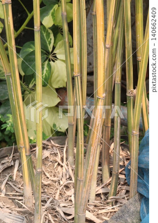bamboo plant on farm for sell are cash crops 140662409