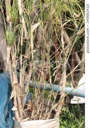 bamboo plant on farm for sell are cash crops 140662410