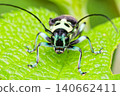 A longhorn beetle perched on a leaf 140662411