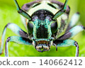 Close-up of the face of a longhorn beetle (Ramie longhorn beetle) 140662412