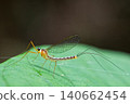 A crane fly/mayfly perched on a leaf 140662454