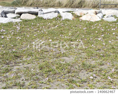 凱米加瓦濱海灘上盛開著美麗的粉紅色沙灘牽牛花。 140662467