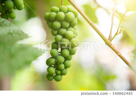 young bright green grapes that reaches on the tree young bright green grapes that reaches on the tree 140662485