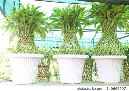 Lucky Bamboo, Dracaena sanderiana Braided Tower plant on pot Lucky Bamboo, Dracaena sanderiana Braided Tower plant on pot 140662507
