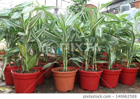 Lucky Bamboo, Dracaena sanderiana Braided Tower plant on pot Lucky Bamboo, Dracaena sanderiana Braided Tower plant on pot 140662508