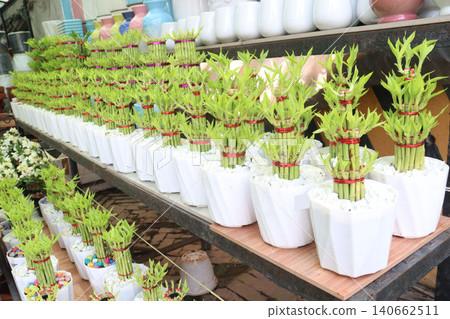 Lucky Bamboo, Dracaena sanderiana Braided Tower plant on pot Lucky Bamboo, Dracaena sanderiana Braided Tower plant on pot 140662511