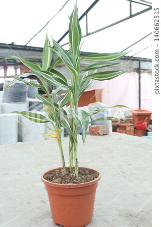 Lucky Bamboo, Dracaena sanderiana Braided Tower plant on pot Lucky Bamboo, Dracaena sanderiana Braided Tower plant on pot 140662515