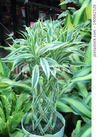 Lucky Bamboo, Dracaena sanderiana Braided Tower plant on pot Lucky Bamboo, Dracaena sanderiana Braided Tower plant on pot 140662526